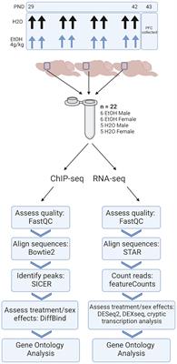 Adolescent binge ethanol impacts H3K36me3 regulation of synaptic genes